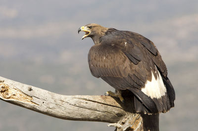 Close-up of bird perching on wooden post