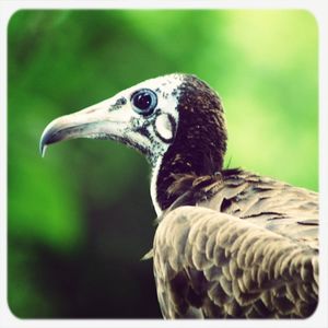 Close up of a bird