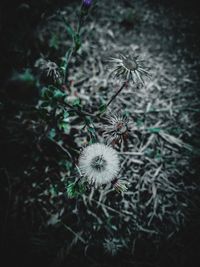 Close-up of dandelion flower on field