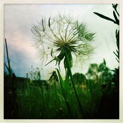 Close-up of dandelion