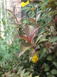 Close-up of leaves