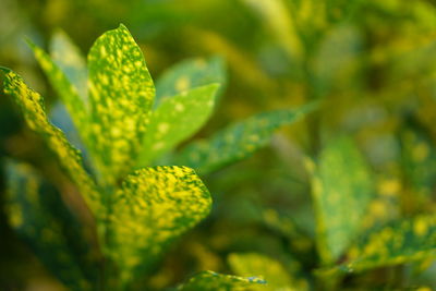 Close-up of fresh green plant