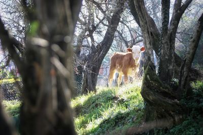 Horses in a forest