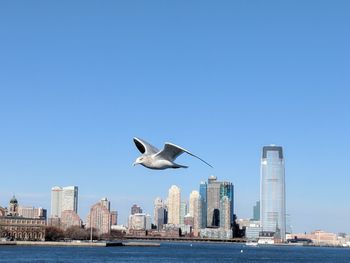 Seagull flying by sea against clear sky
