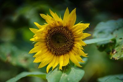 Close-up of sunflower