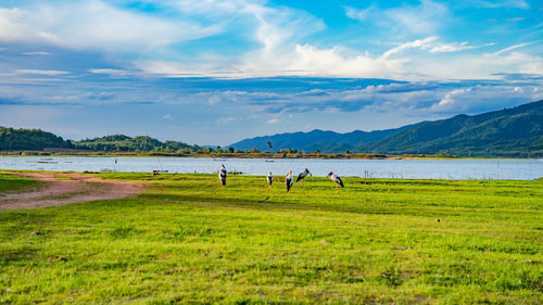 Birds on grass by lake