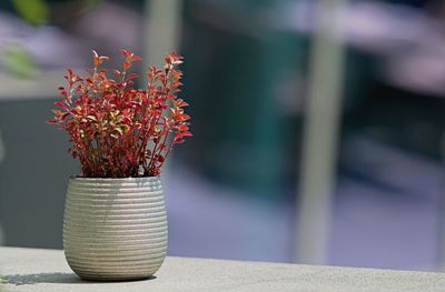 plant