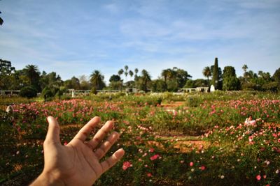 Close-up of hand on flower field against sky