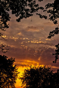 Low angle view of silhouette trees against orange sky