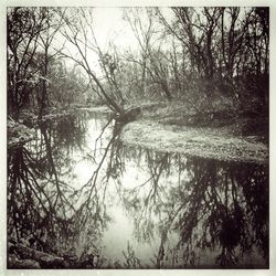 Reflection of trees in lake