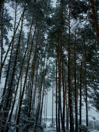 Low angle view of pine trees in forest during winter