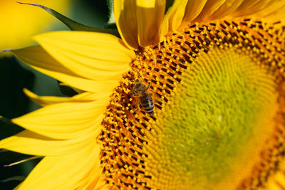 Close-up of honey bee on sunflower