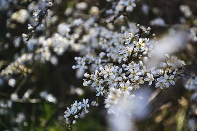 White flowers blooming outdoors