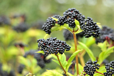 Close-up of berries growing on plant