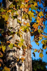 Low angle view of leaves on tree