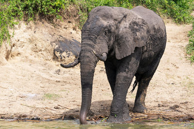 African elephant, loxodonta africana, kazinga channel, uganda