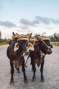 Horses standing on road