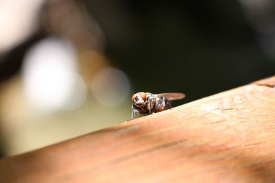 Close-up of an insect on hand