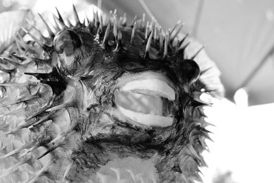 Close-up of sea urchin 