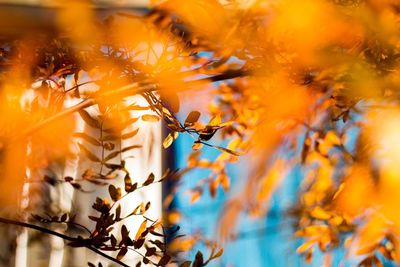 Close-up of yellow maple tree during autumn