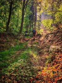 Rear view of woman walking in forest