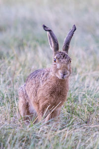 Portrait of rabbit on land