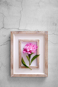 Directly above shot of pink flower on window
