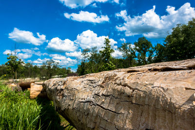 Close-up of tree against blue sky