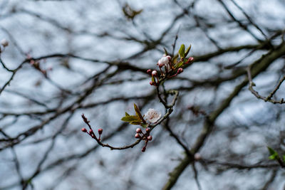 Low angle view of cherry blossom on branch