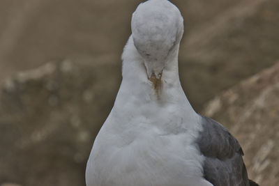 Close-up portrait of seagull