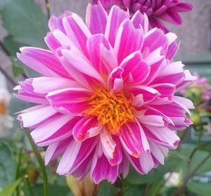 Close-up of pink flower