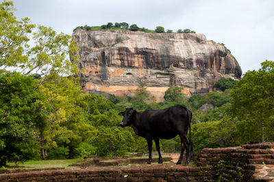 Horse standing on rock against sky