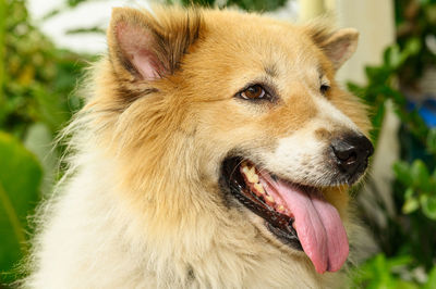 Close-up of a dog looking away