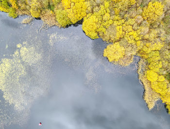 High angle view of yellow flowering plants by lake