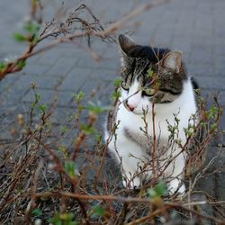 Cat relaxing on field