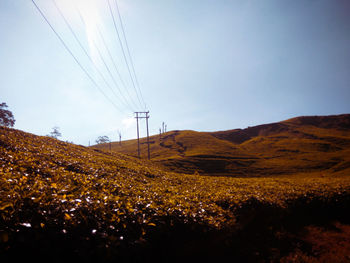 Tea garden in the morning