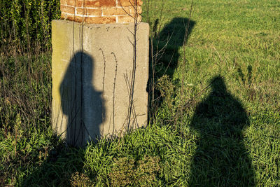 Shadow of tree on field