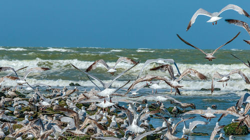 Close-up of birds on beach against clear blue sky