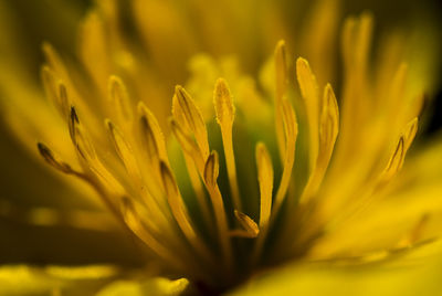 Close-up of flower