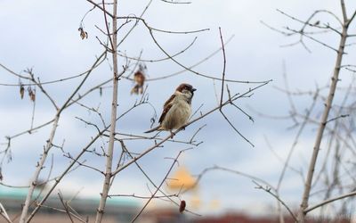 Low angle view of birds perching on branch