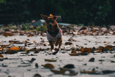 Dog standing on dry leaves during autumn