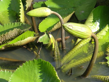 Close-up of fruits growing on plant