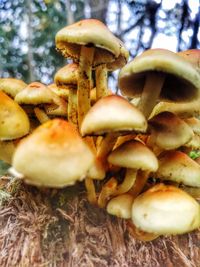 Close-up of mushrooms on tree