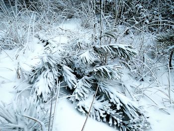 High angle view of snow covered plants