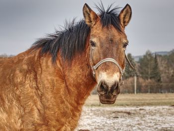 Head of horse with halter. brown horse with winter fur stand on pasture with old worn halter on head