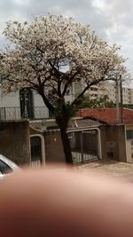 Cherry tree by building against sky