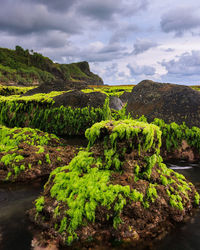 Scenic view of green landscape against sky