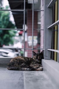 Cat sleeping on metal floor