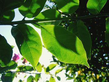 Close-up of leaves on tree