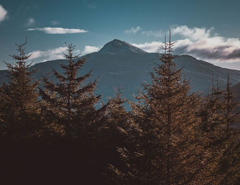 Trees on landscape against sky